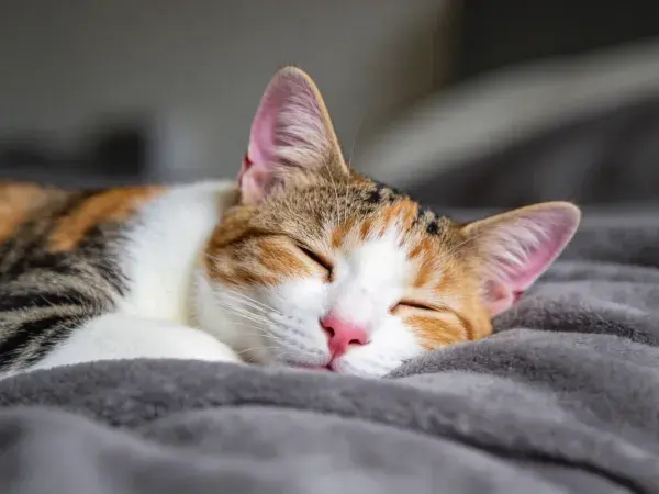 灰毯上安睡的三色短毛家猫场景