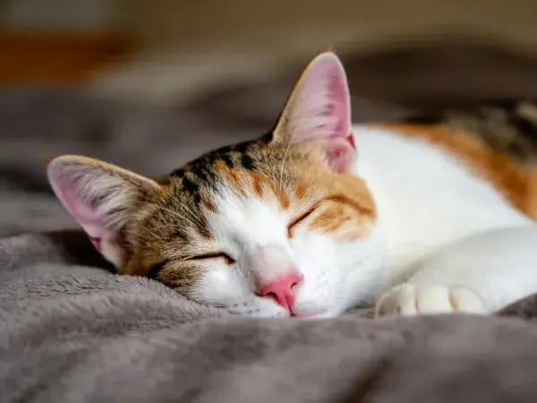 三色短毛家猫卧于毯面休息