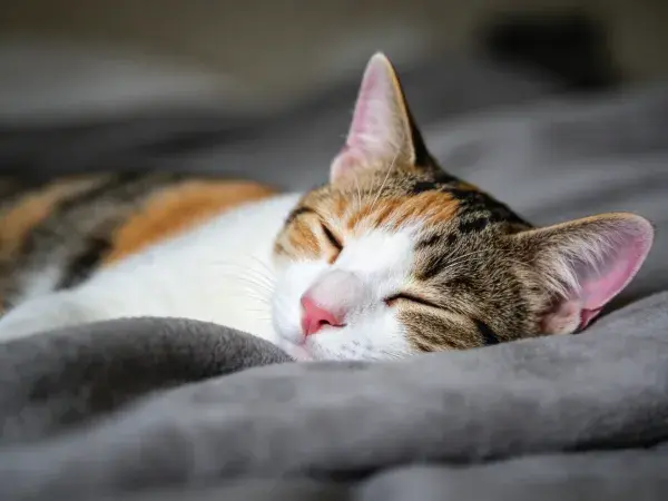 三色短毛家猫在灰色织物上的休息场景