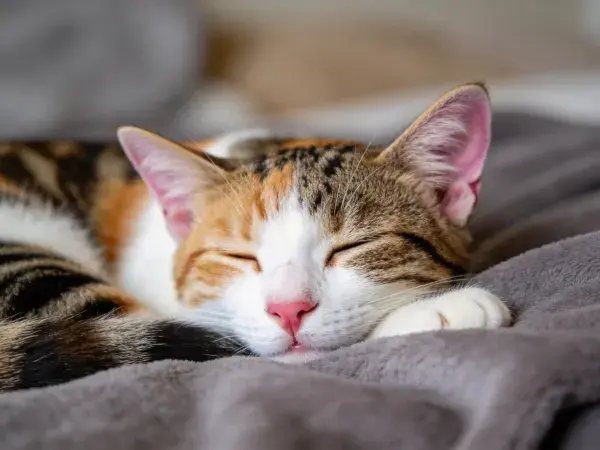 三色短毛家猫躺卧休息场景