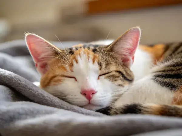 三色短毛家猫在灰色毯子上的特写镜头