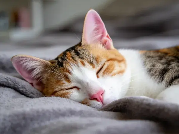 三色短毛猫安静睡眠场景