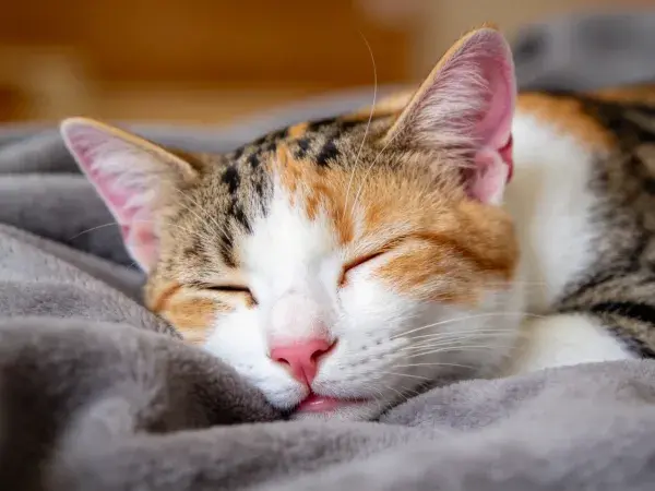 铺毯上休息的三色短毛家猫
