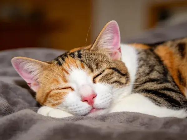 三色短毛家猫安静休息的场景