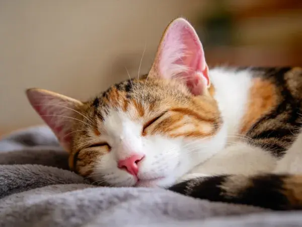灰色毯子上的三色短毛家猫