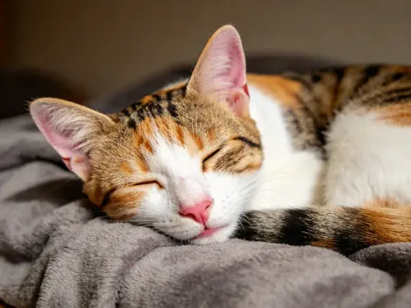 三色短毛家猫在柔软毯面休息的场景