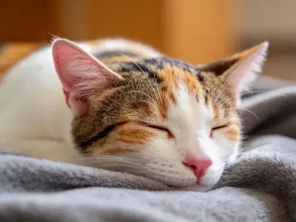 靠垫上休息的三色短毛家猫