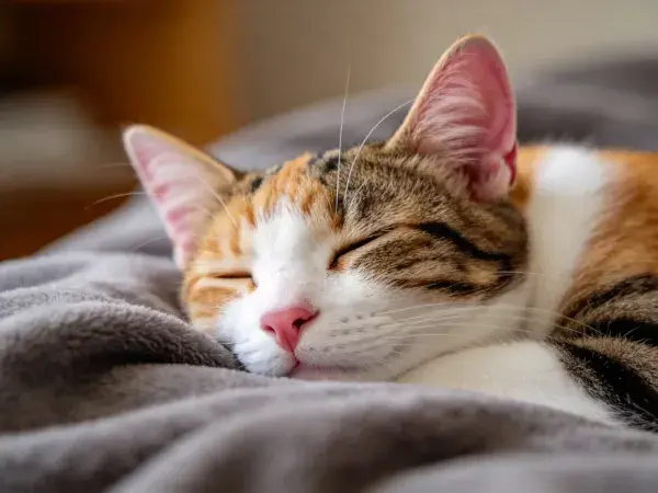 三色短毛家猫安静睡眠场景