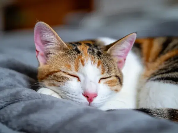 室内柔软毯面上的三色短毛家猫