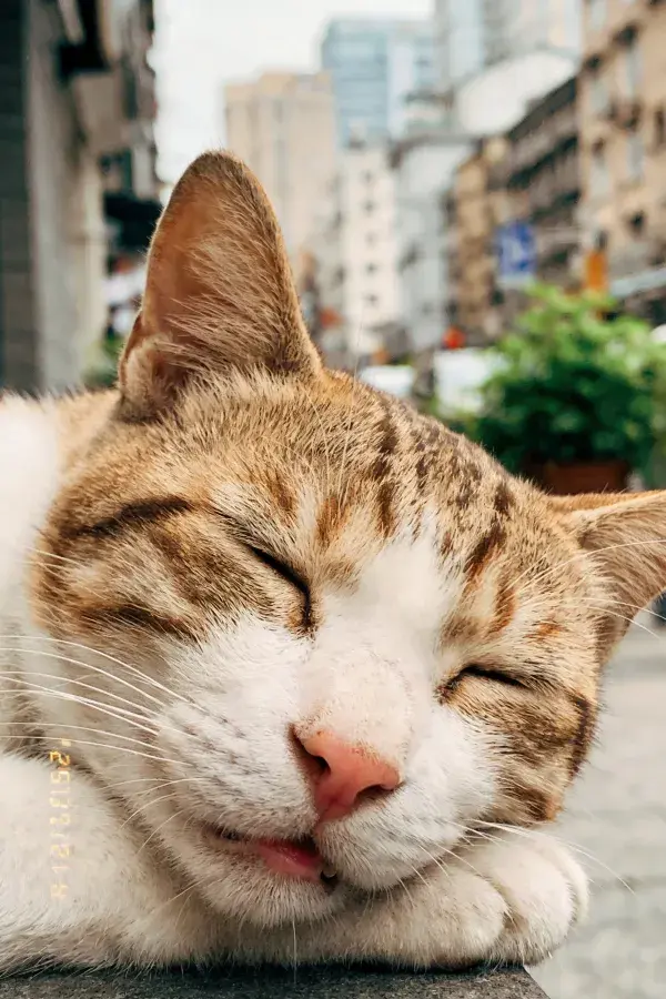 橙白相间短毛家猫休憩瞬间
