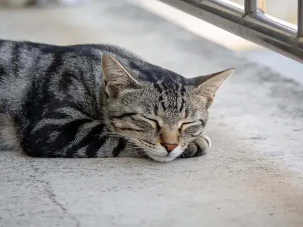 水泥地面上的斑纹短毛家猫
