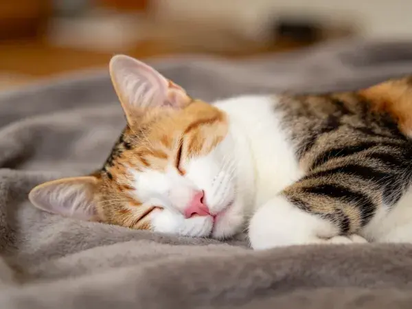 三色短毛家猫安静睡卧