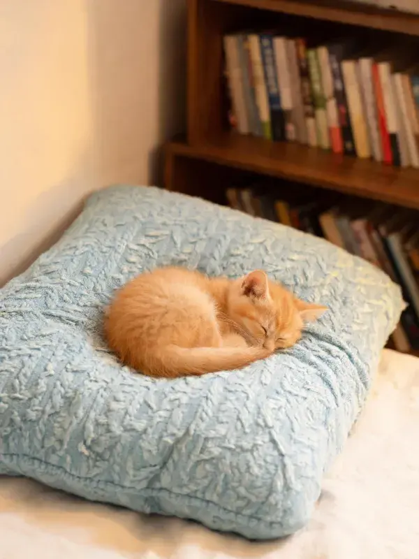 卧室书架前的橘色短毛家猫休憩图景