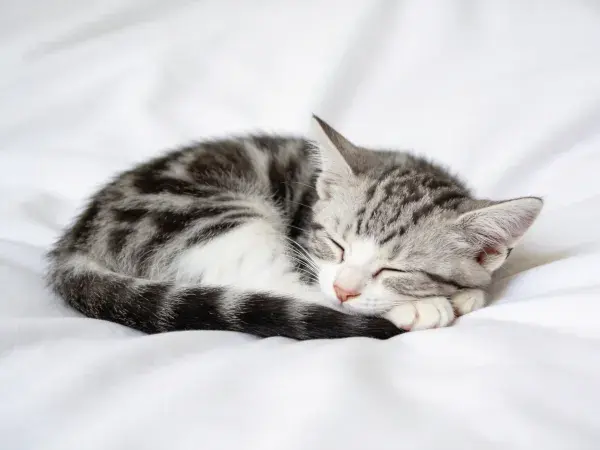 灰黑相间短毛家猫安静睡卧特写