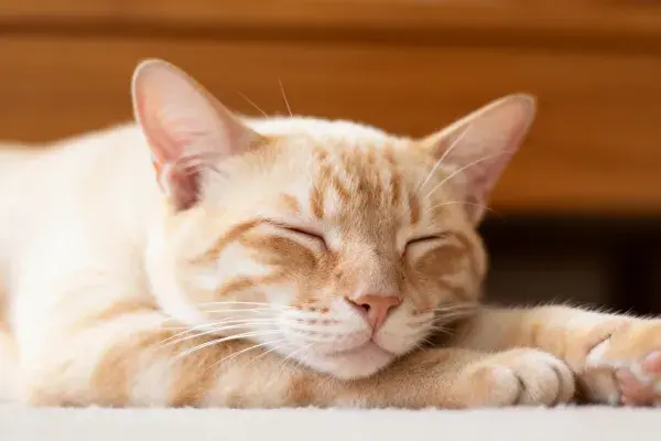 室内暖光下橘色短毛虎斑猫静卧
