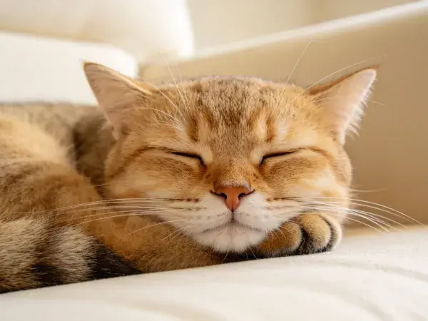 浅色沙发上的橘色短毛家猫