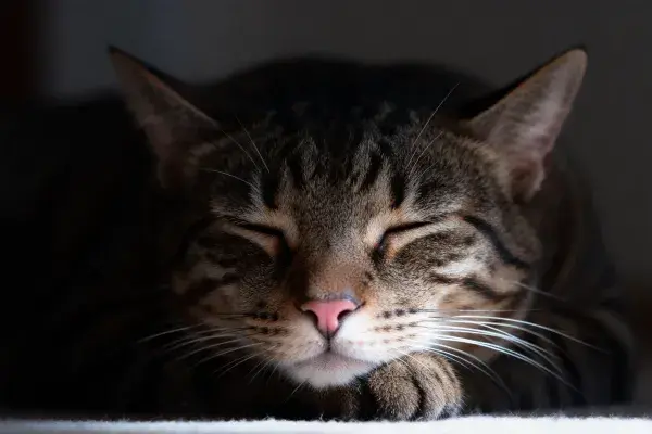 时刻的短毛虎斑猫休息场景