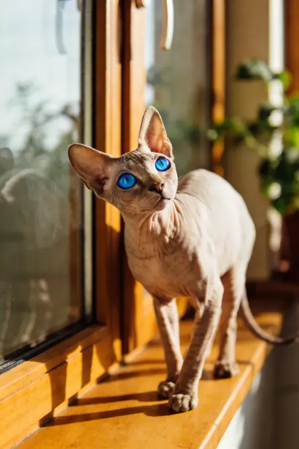窗台上蓝眼无毛猫眺望
