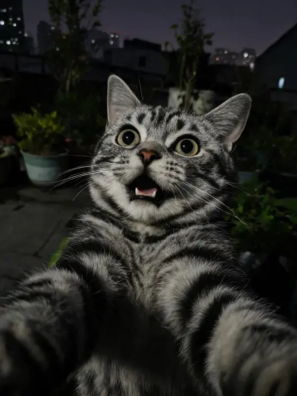 银虎斑短毛猫夜间自拍姿态