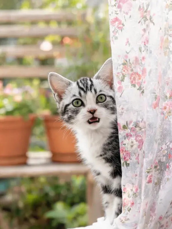 短毛虎斑家猫透过花卉窗帘的探视