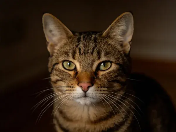 短毛虎斑家猫特写镜头