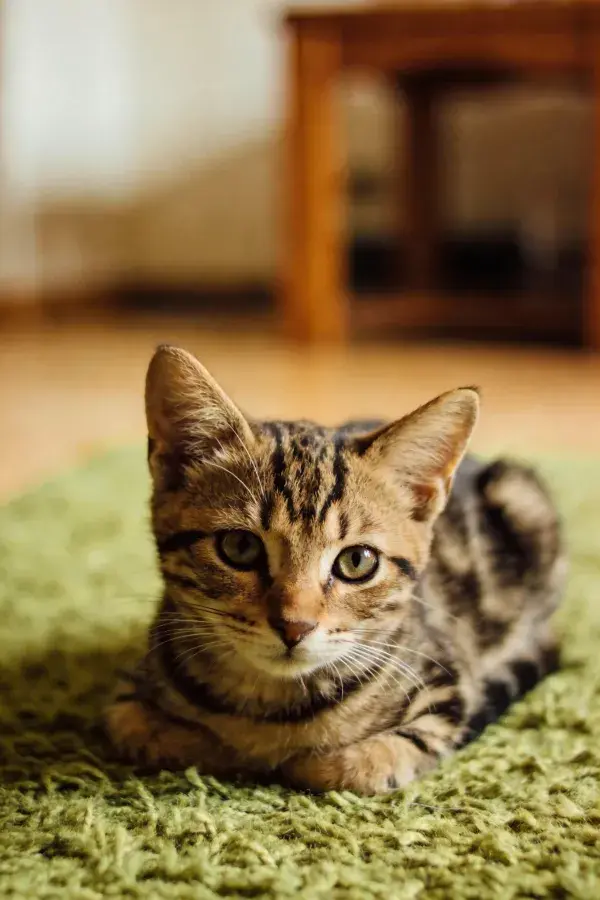 室内绿色地毯上的短毛虎斑猫