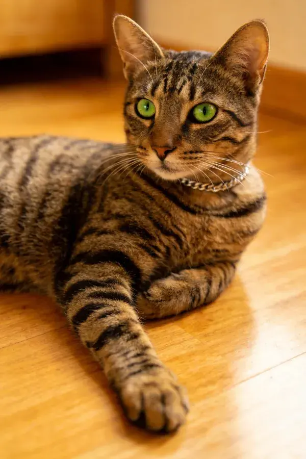 短毛虎斑猫卧于木质地板