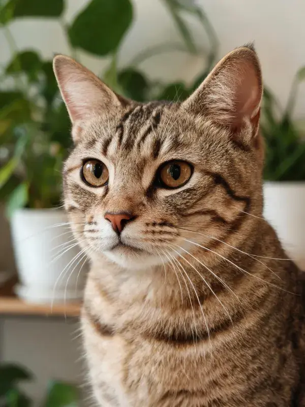 阳台绿植旁的虎斑短毛猫特写