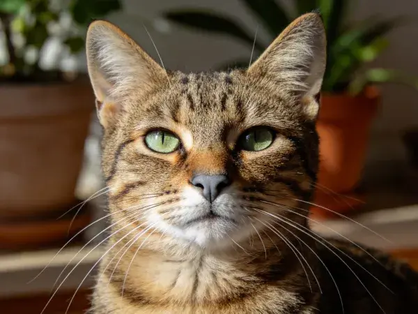 阳光下短毛虎斑猫特写
