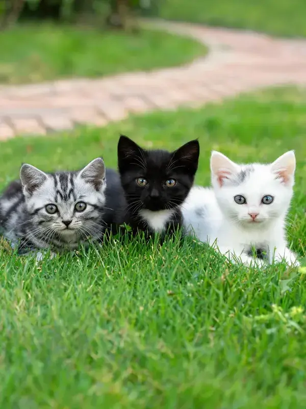 阳光明亮草坪上的三只短毛家猫