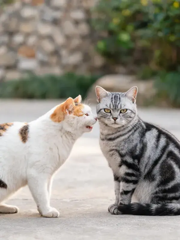 三色短毛家猫与银虎斑猫户外互动