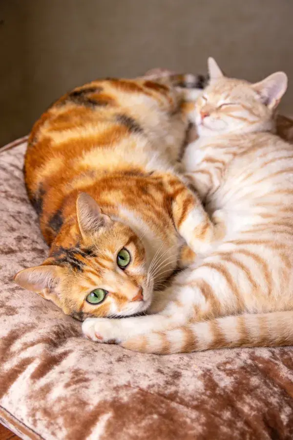 绒面软垫上的双色短毛家猫依偎