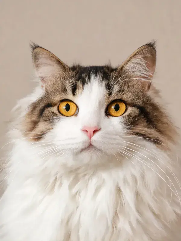 室内特写：长毛白棕相间猫正面