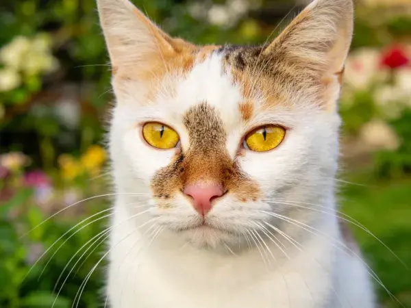 三色短毛家猫凝视镜头瞬间