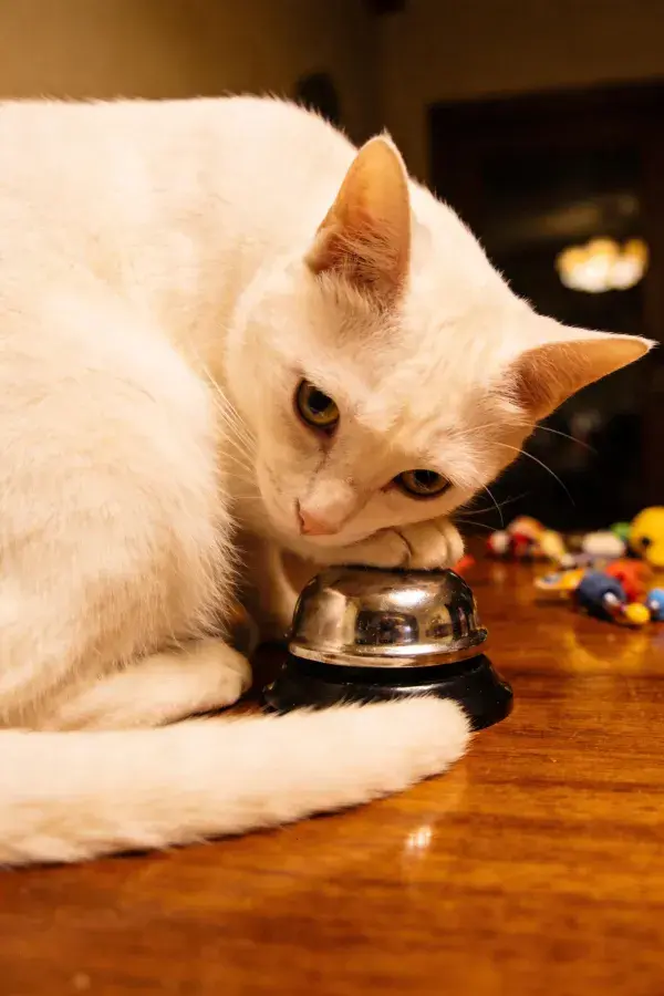 白色短毛家猫与金属铃铛互动特写
