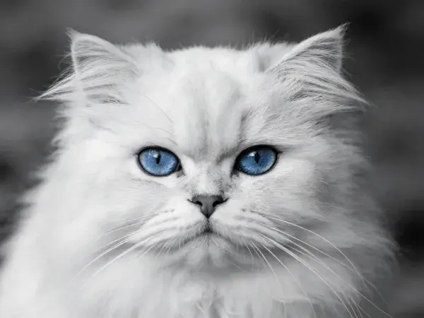 长毛蓝眼波斯猫特写镜头