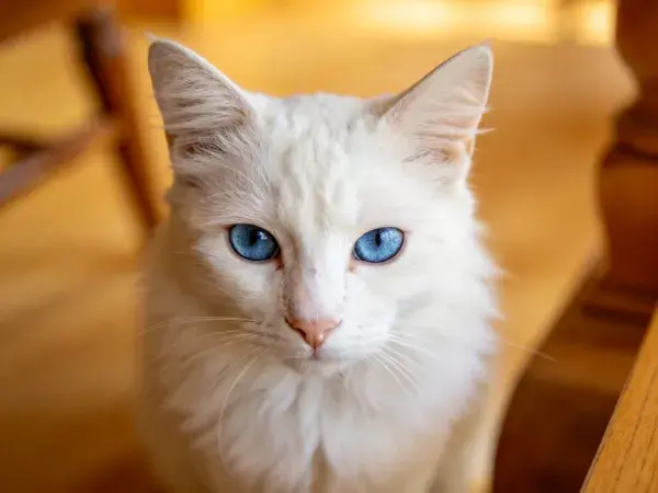木制家具旁蓝眼白毛猫特写