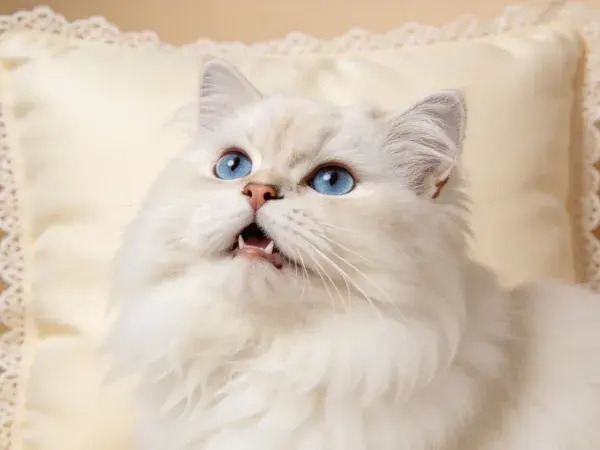 近距离拍摄的蓝眼睛布偶猫