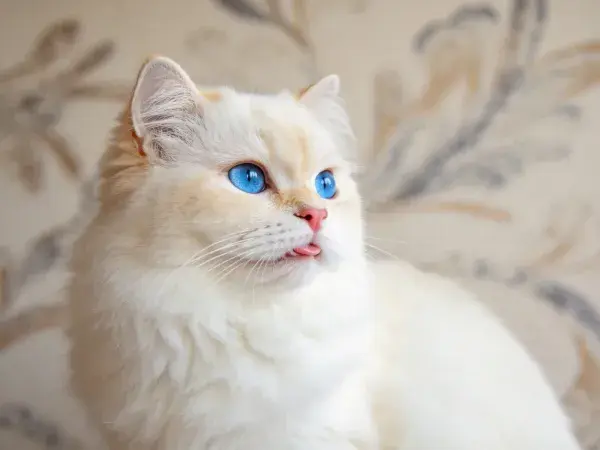 室内背景中蓝眼睛布偶猫特写