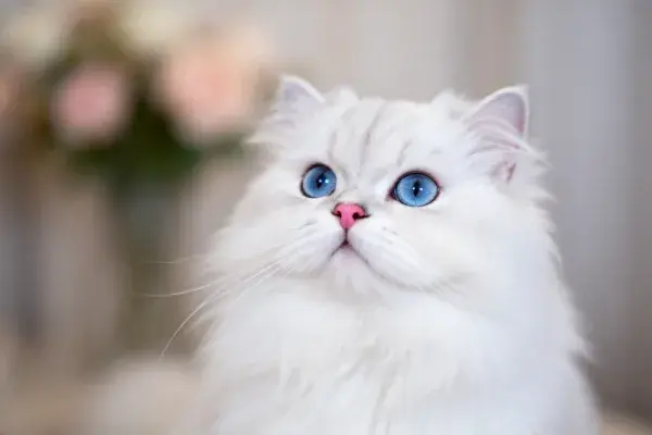近距离拍摄的长毛白色波斯猫
