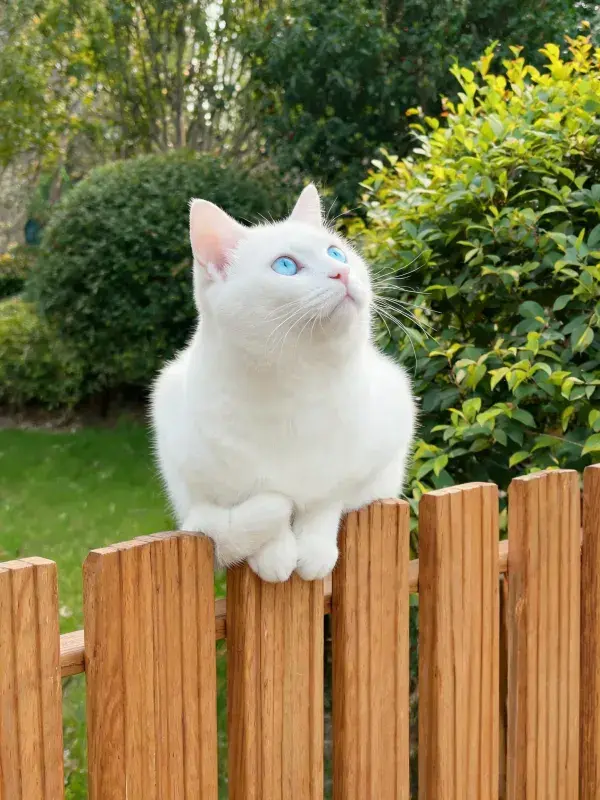 白蓝眼睛猫咪在木栅栏上张望