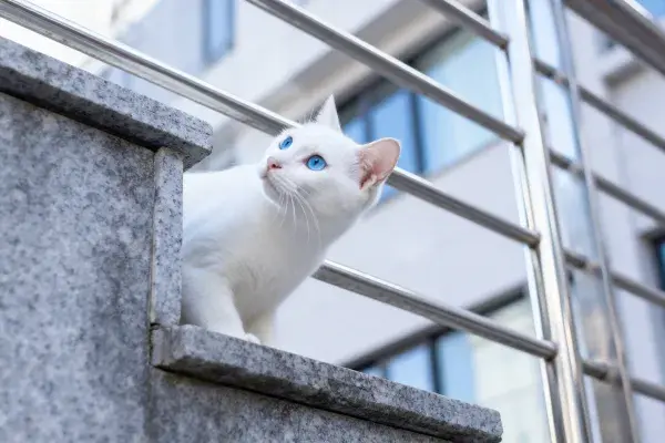石质窗台上的白色短毛猫凝视景象