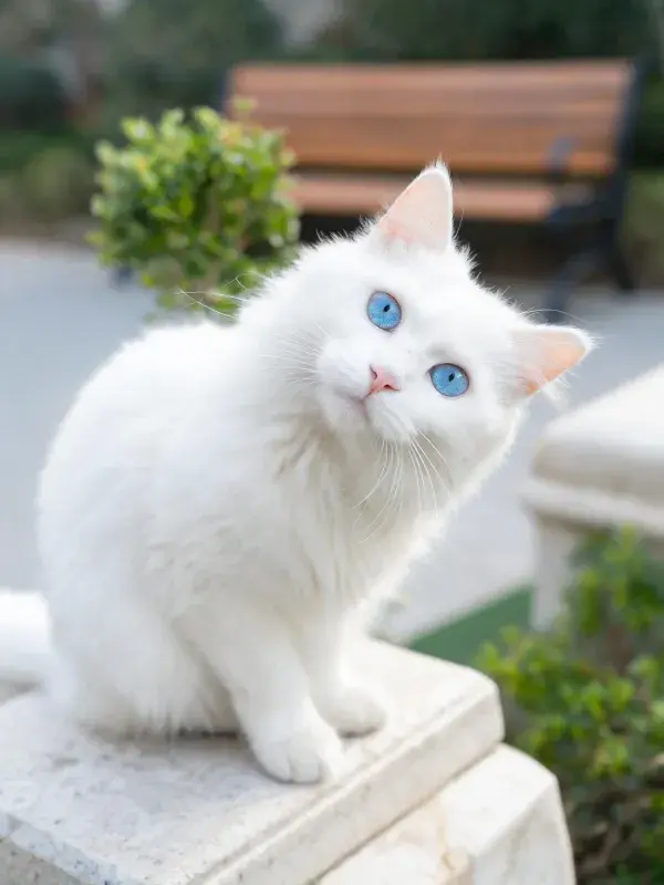 长椅旁白色长毛猫的户外姿态