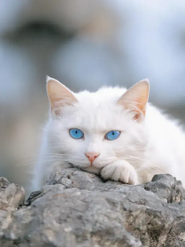 户外岩石上白毛蓝眼短毛猫的画面