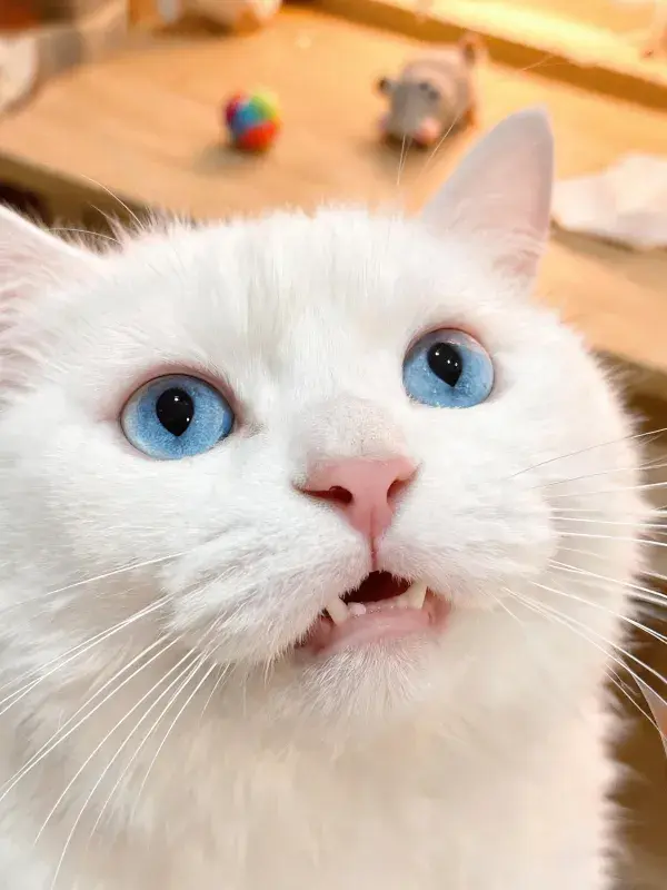室内木质桌面旁的白长毛猫