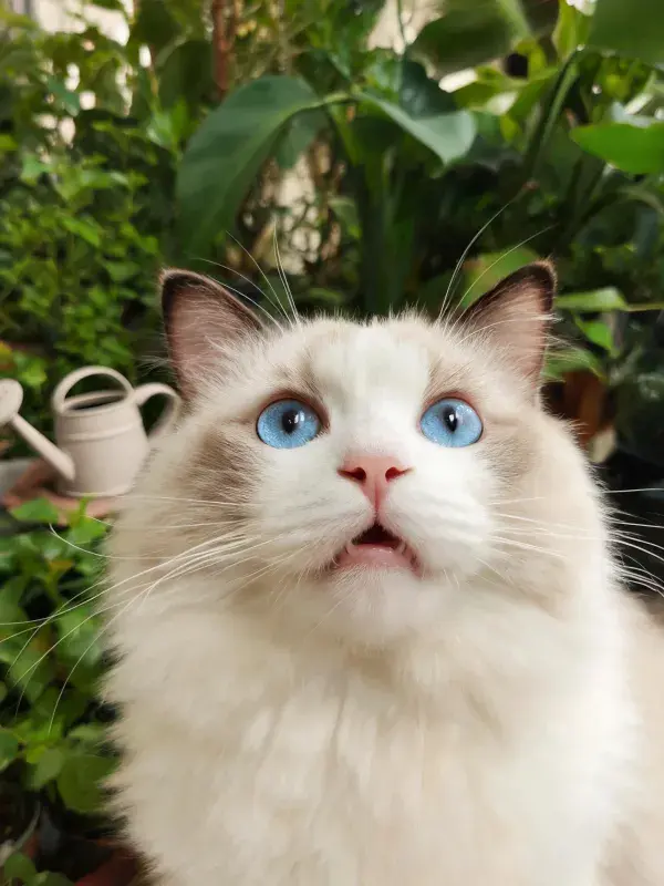 布偶猫在绿植场景下的状态记录