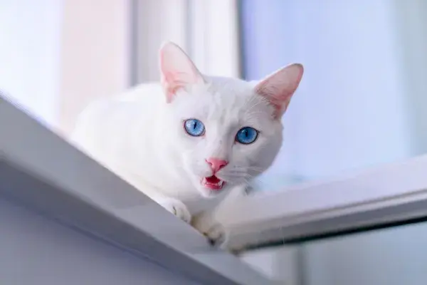 白毛蓝眼短毛猫在窗台的姿态