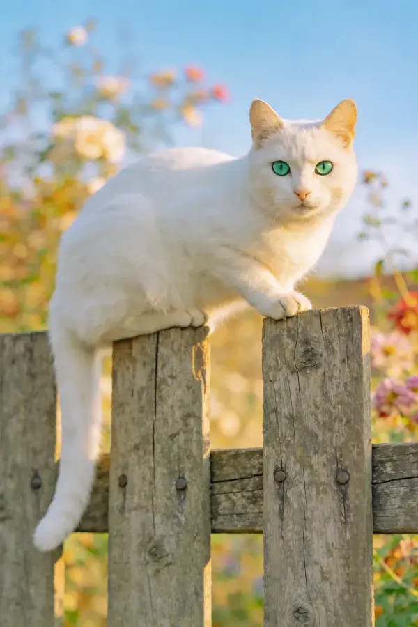 阳光下木栅栏上的白短毛家猫