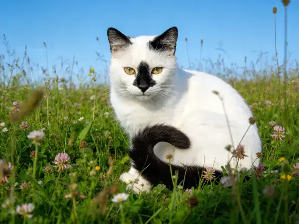 草地中玳瑁斑纹短毛家猫
