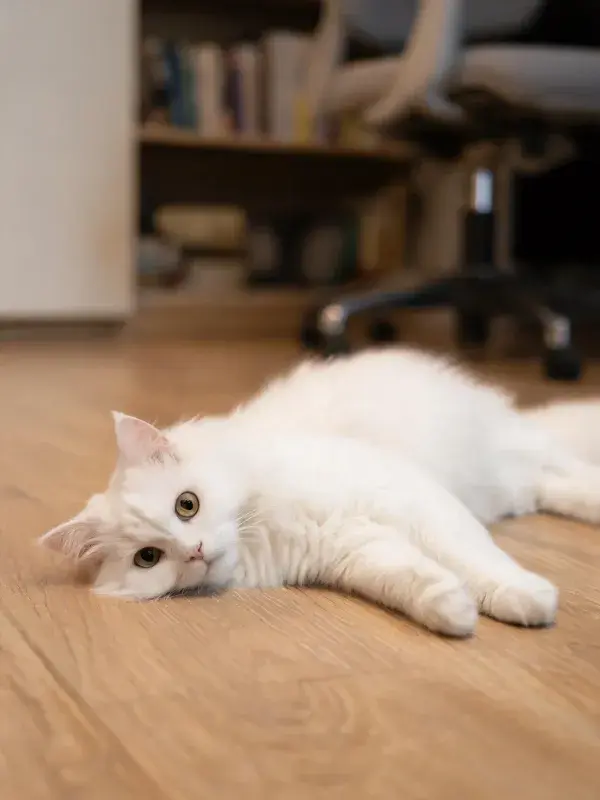 客厅木质地板上的白色长毛猫